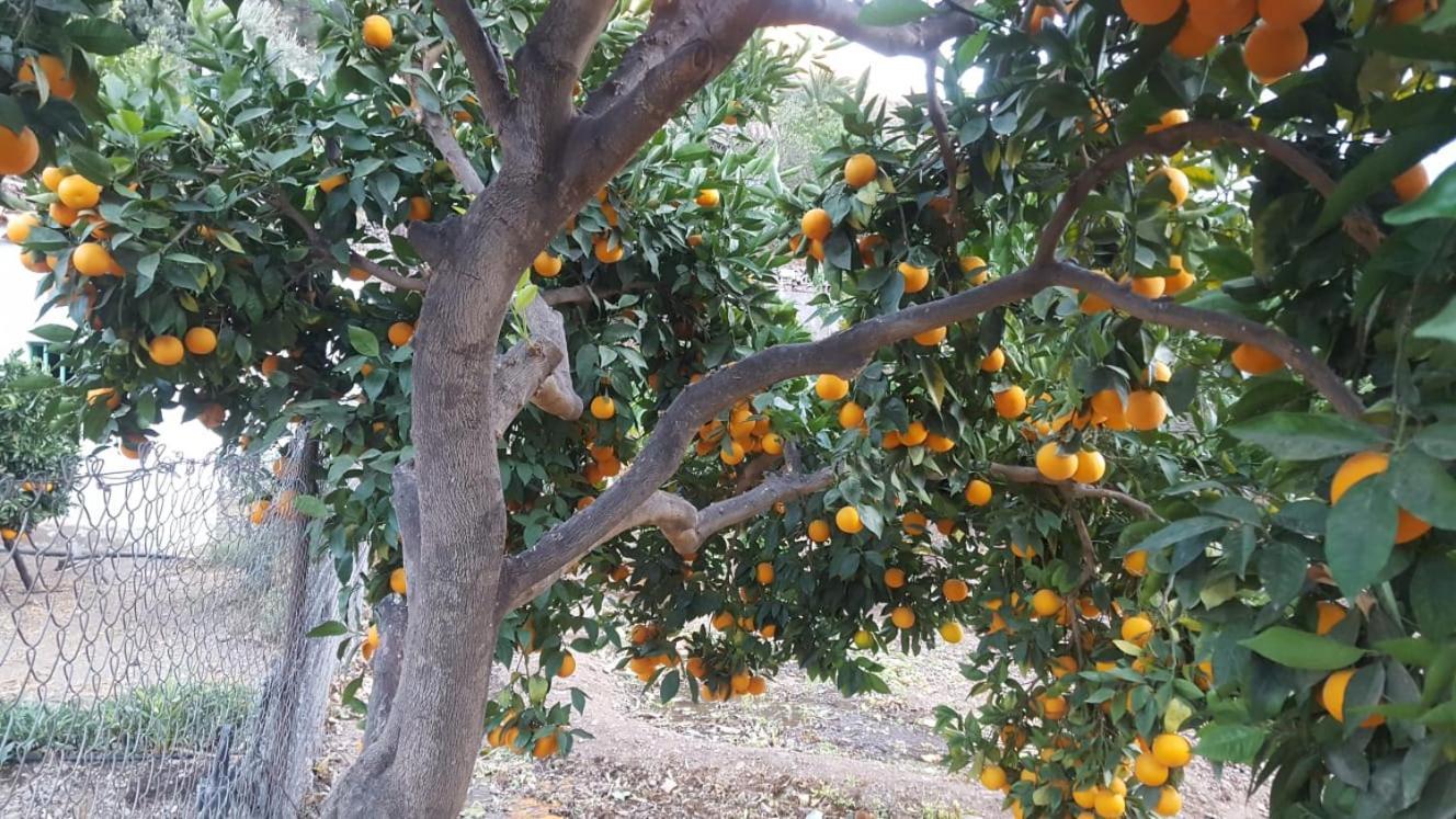 Casa Reyes Fataga Apta Reyes Εξωτερικό φωτογραφία
